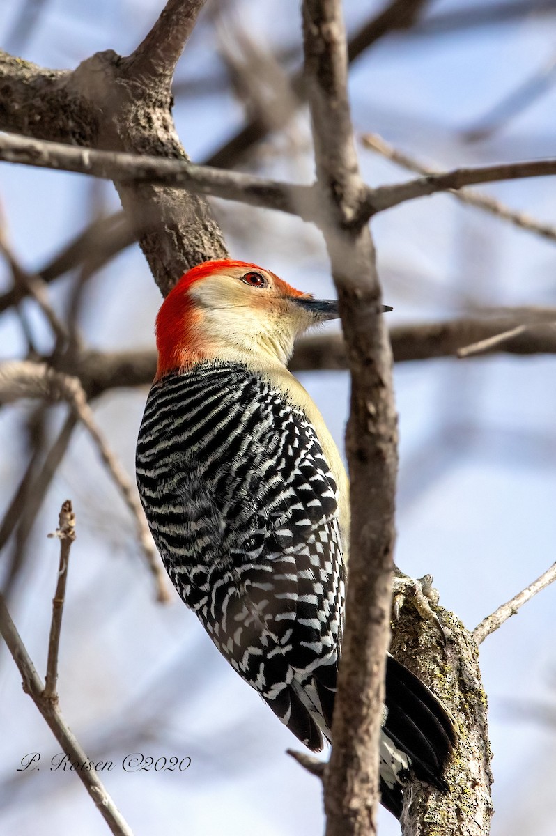 Red-bellied Woodpecker - ML619922909