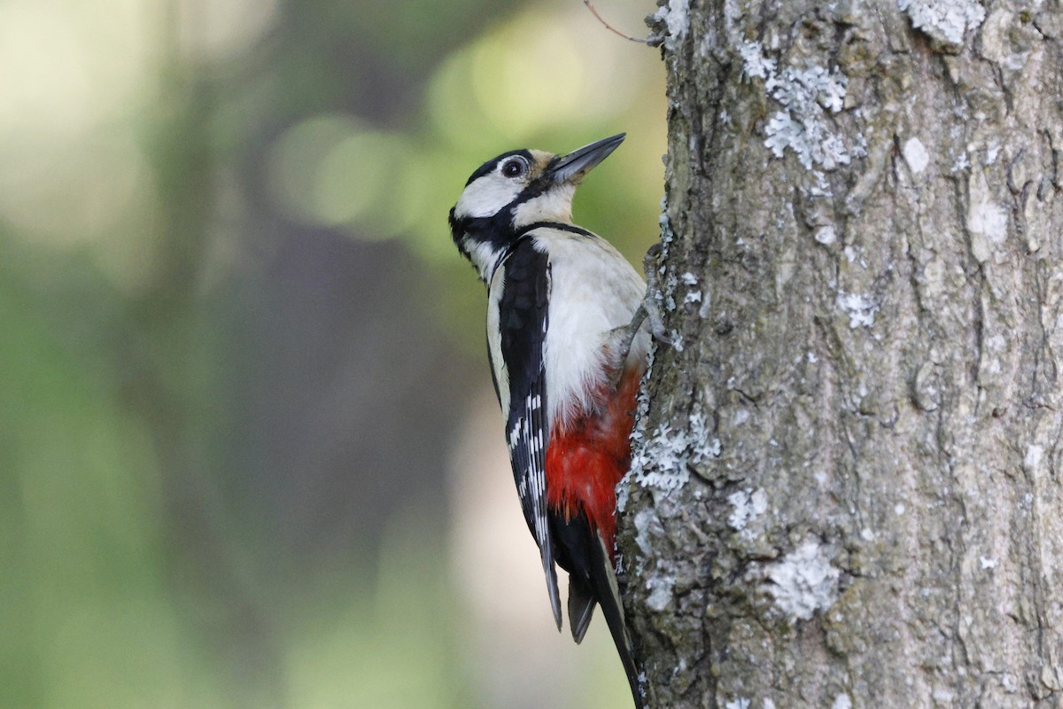 Great Spotted Woodpecker - ML619922916