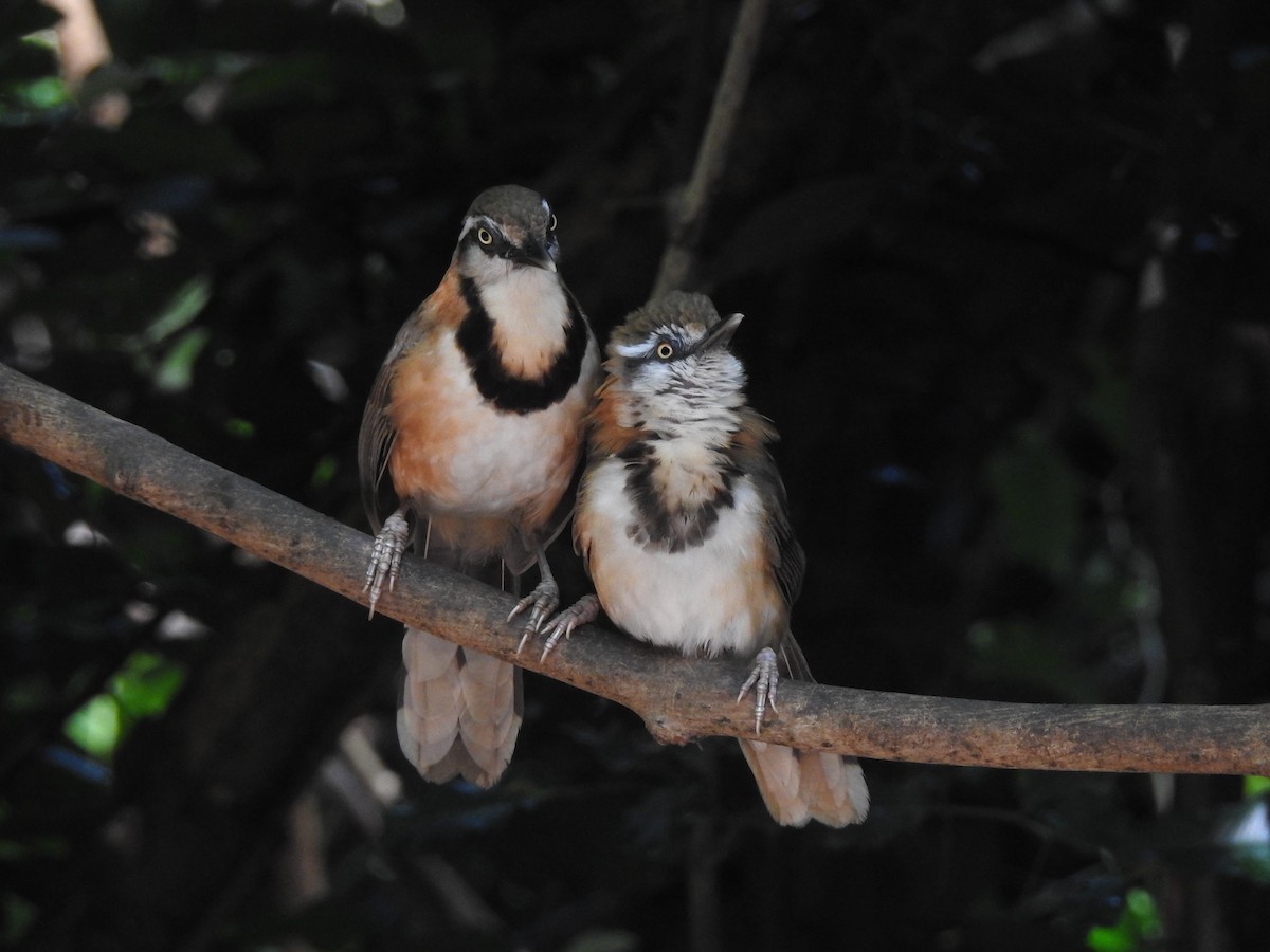 Lesser Necklaced Laughingthrush - ML619922919