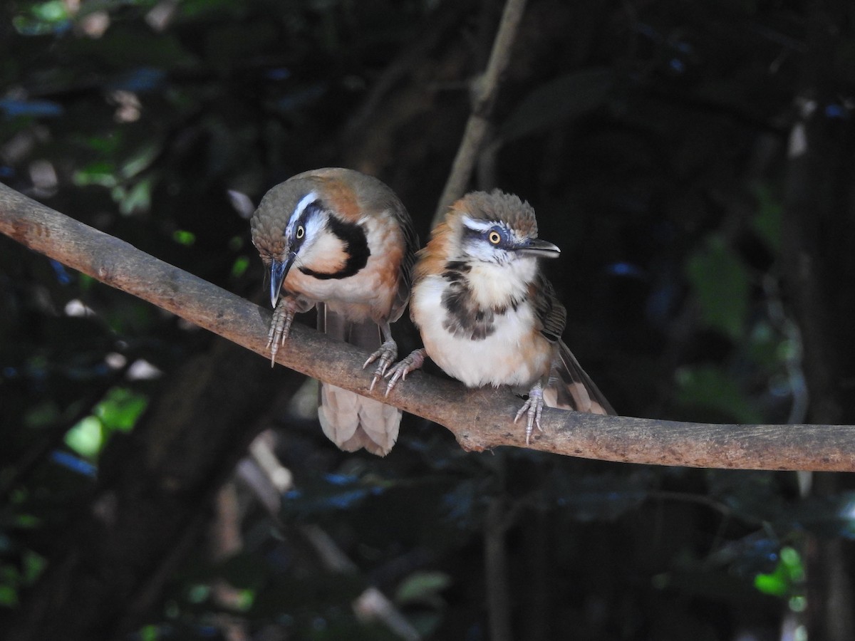 Lesser Necklaced Laughingthrush - ML619922920