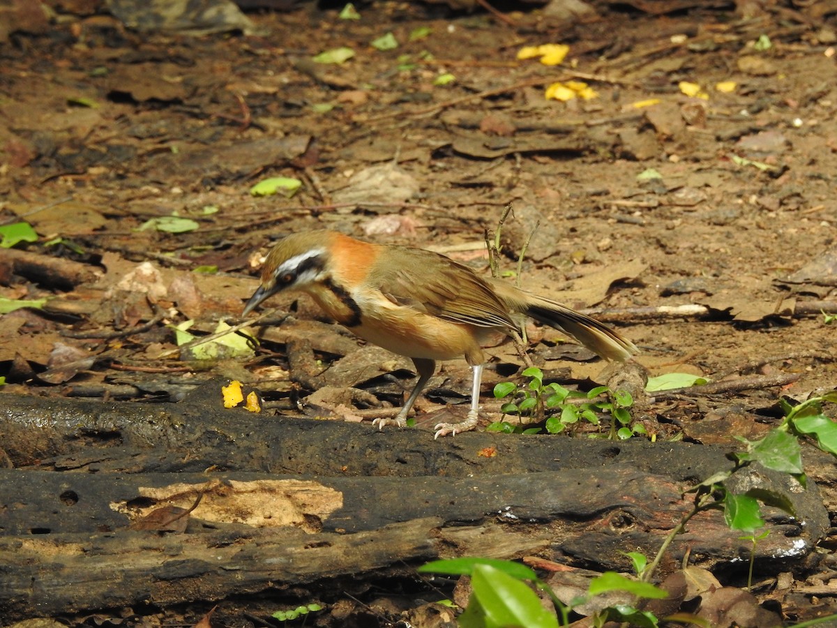 Lesser Necklaced Laughingthrush - ML619922921