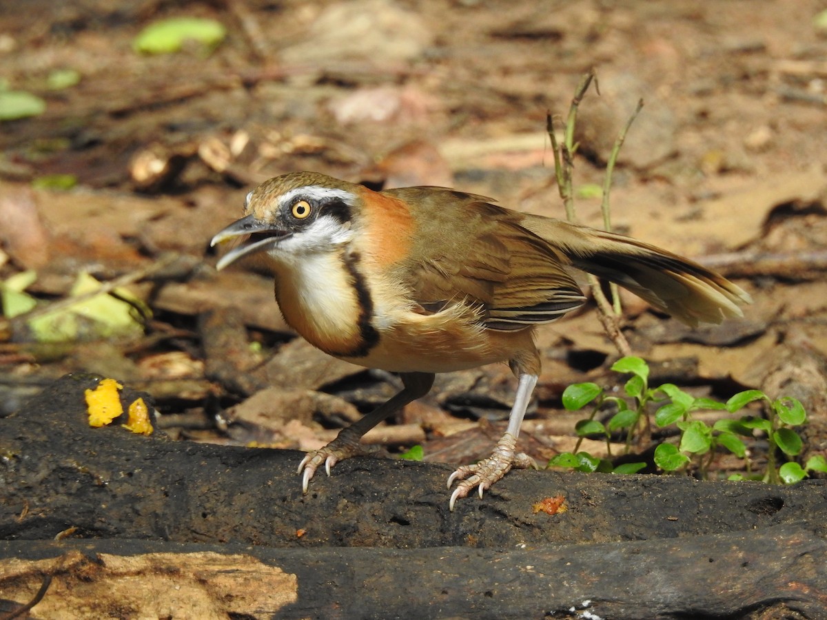 Lesser Necklaced Laughingthrush - ML619922922