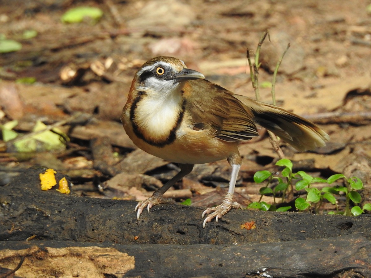 Lesser Necklaced Laughingthrush - ML619922923