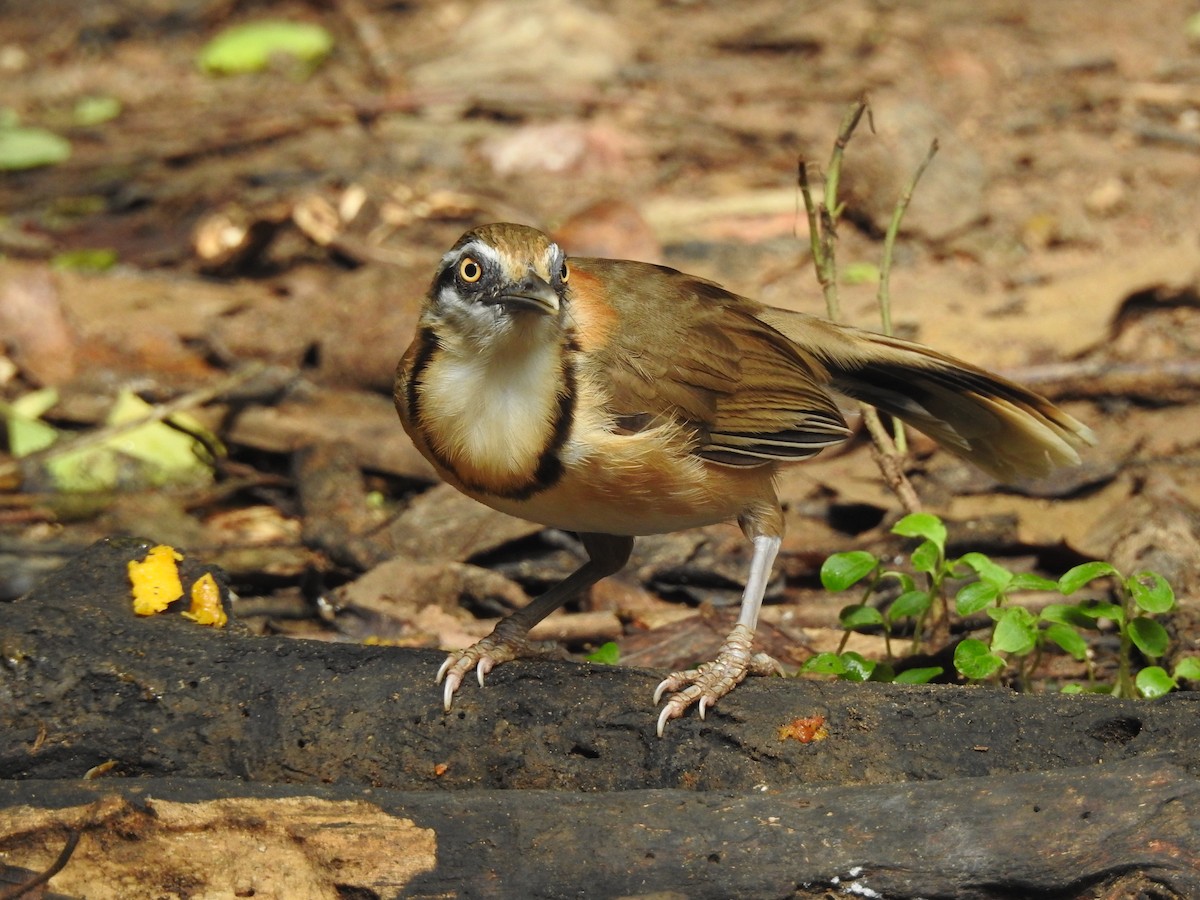 Lesser Necklaced Laughingthrush - ML619922924