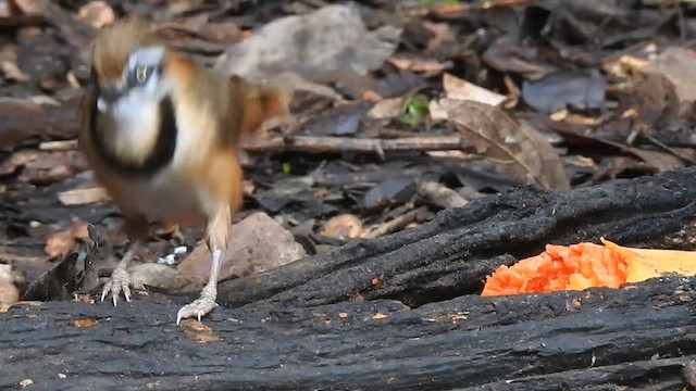 Lesser Necklaced Laughingthrush - ML619922928