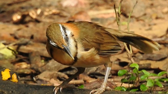Lesser Necklaced Laughingthrush - ML619922932