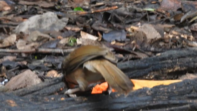 Lesser Necklaced Laughingthrush - ML619922934