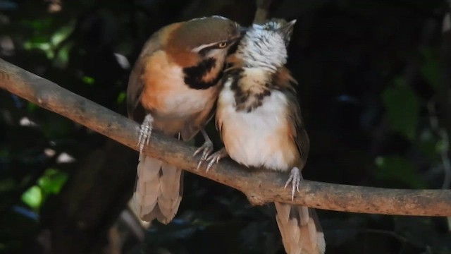 Lesser Necklaced Laughingthrush - ML619922935