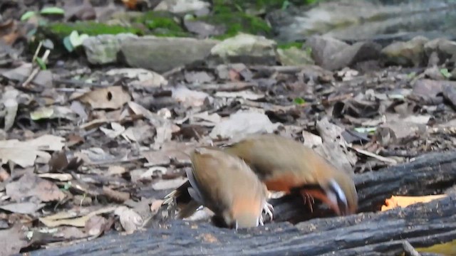 Lesser Necklaced Laughingthrush - ML619922936