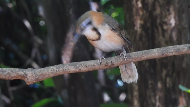 Lesser Necklaced Laughingthrush - ML619922939