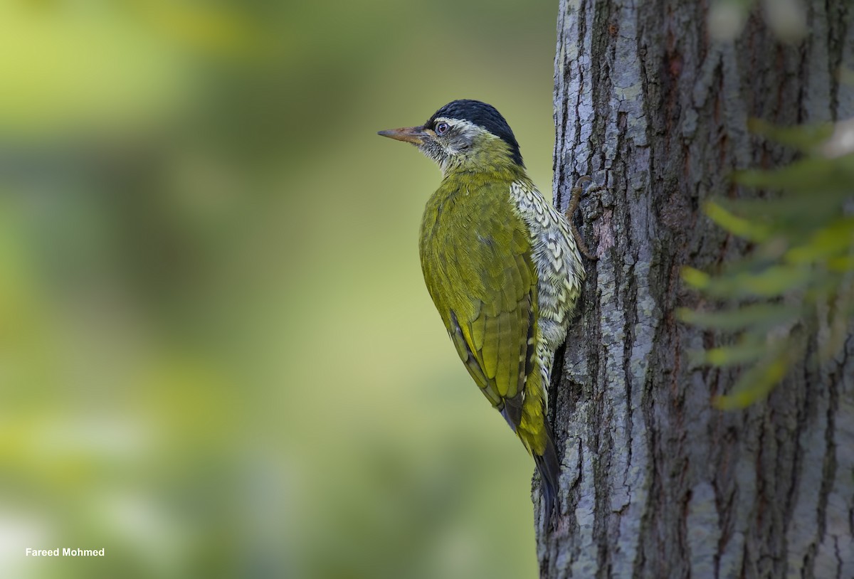 Streak-throated Woodpecker - ML619922946