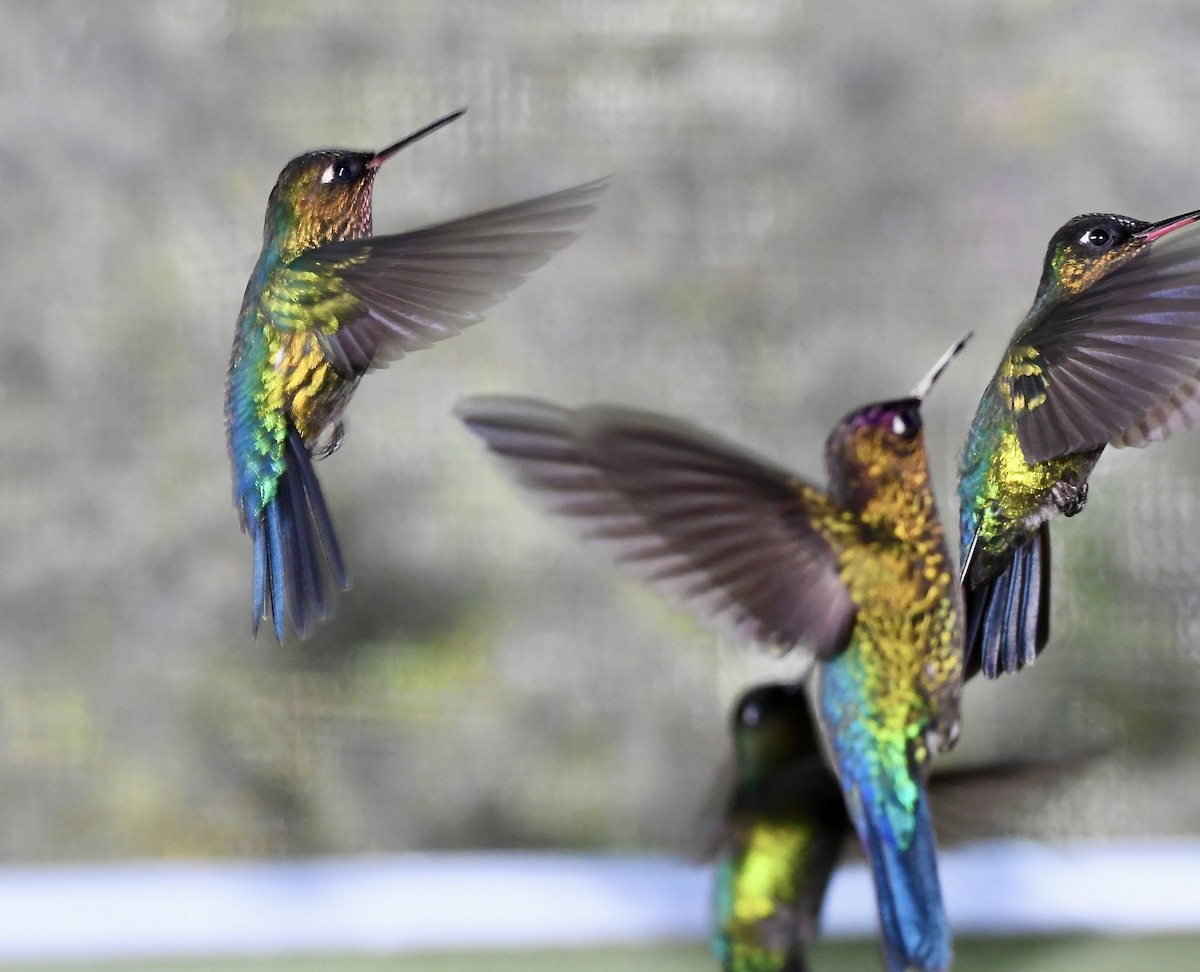 Fiery-throated Hummingbird - ML619922952