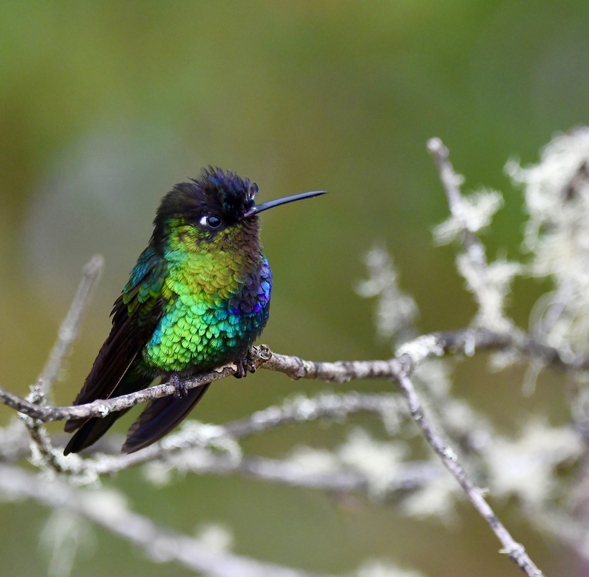 Fiery-throated Hummingbird - ML619922954