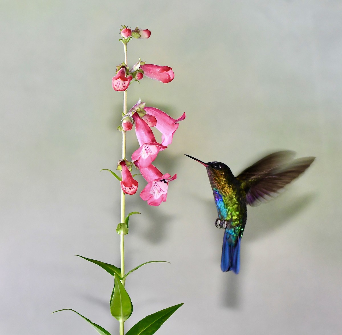 kolibřík ohnivobradý - ML619922956