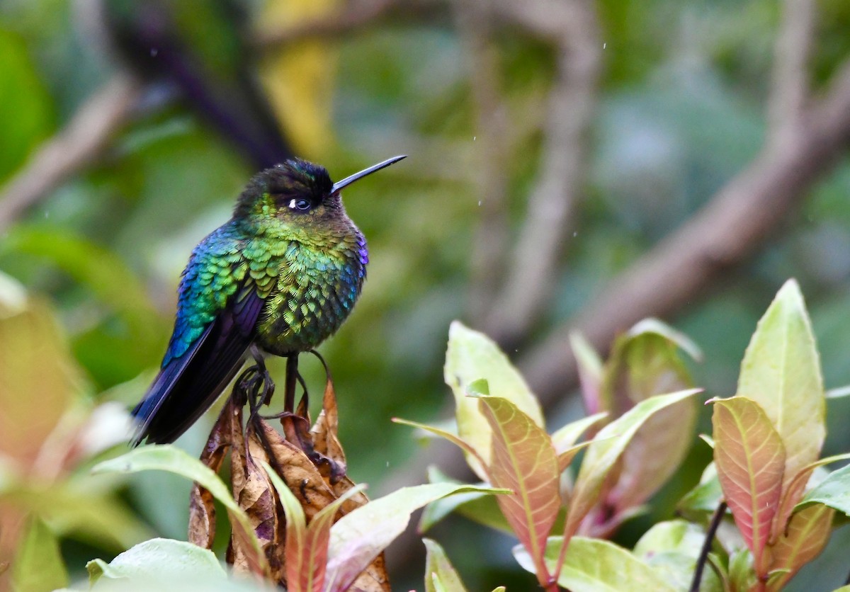 Fiery-throated Hummingbird - ML619922959