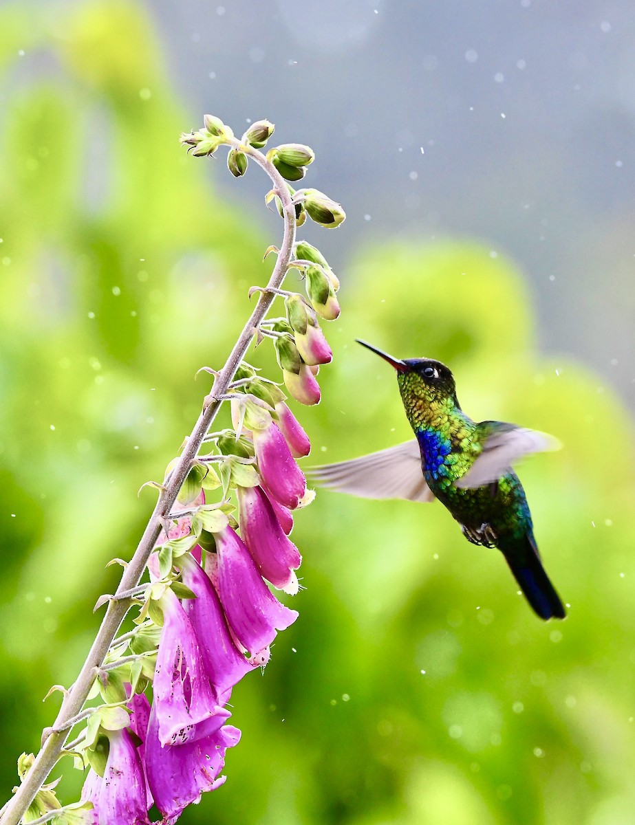 Fiery-throated Hummingbird - ML619922961