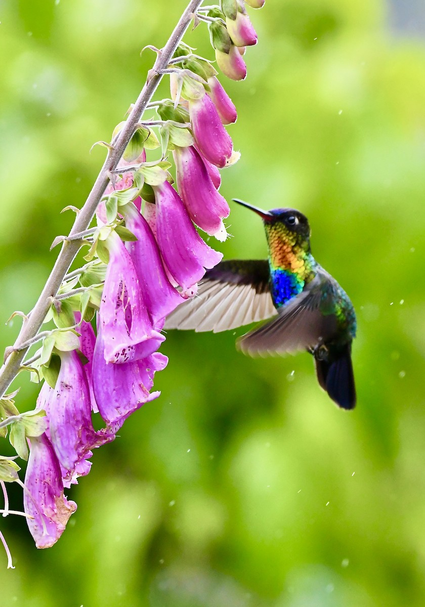 Fiery-throated Hummingbird - ML619922963