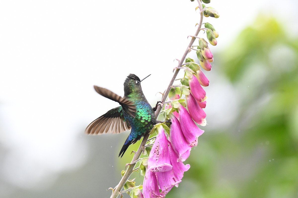 Fiery-throated Hummingbird - ML619922969