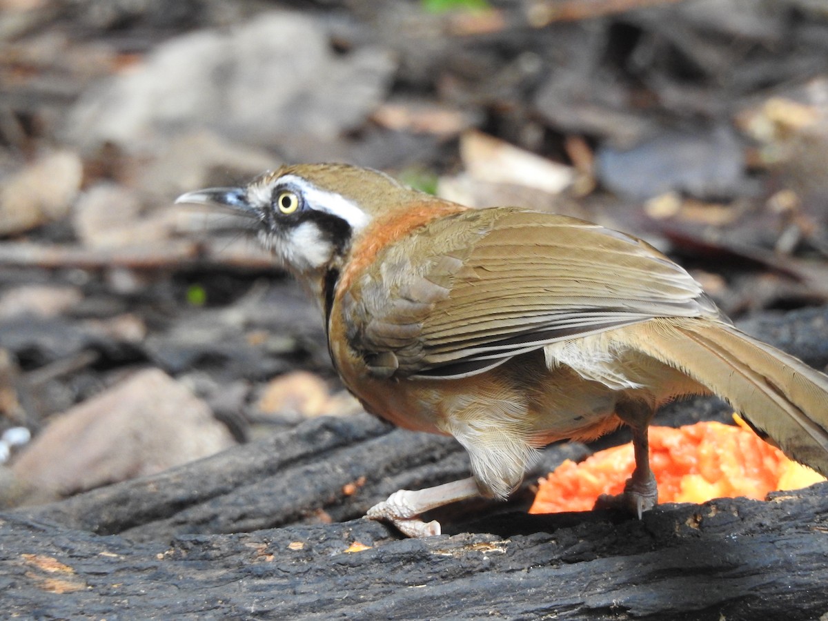 Lesser Necklaced Laughingthrush - ML619922970
