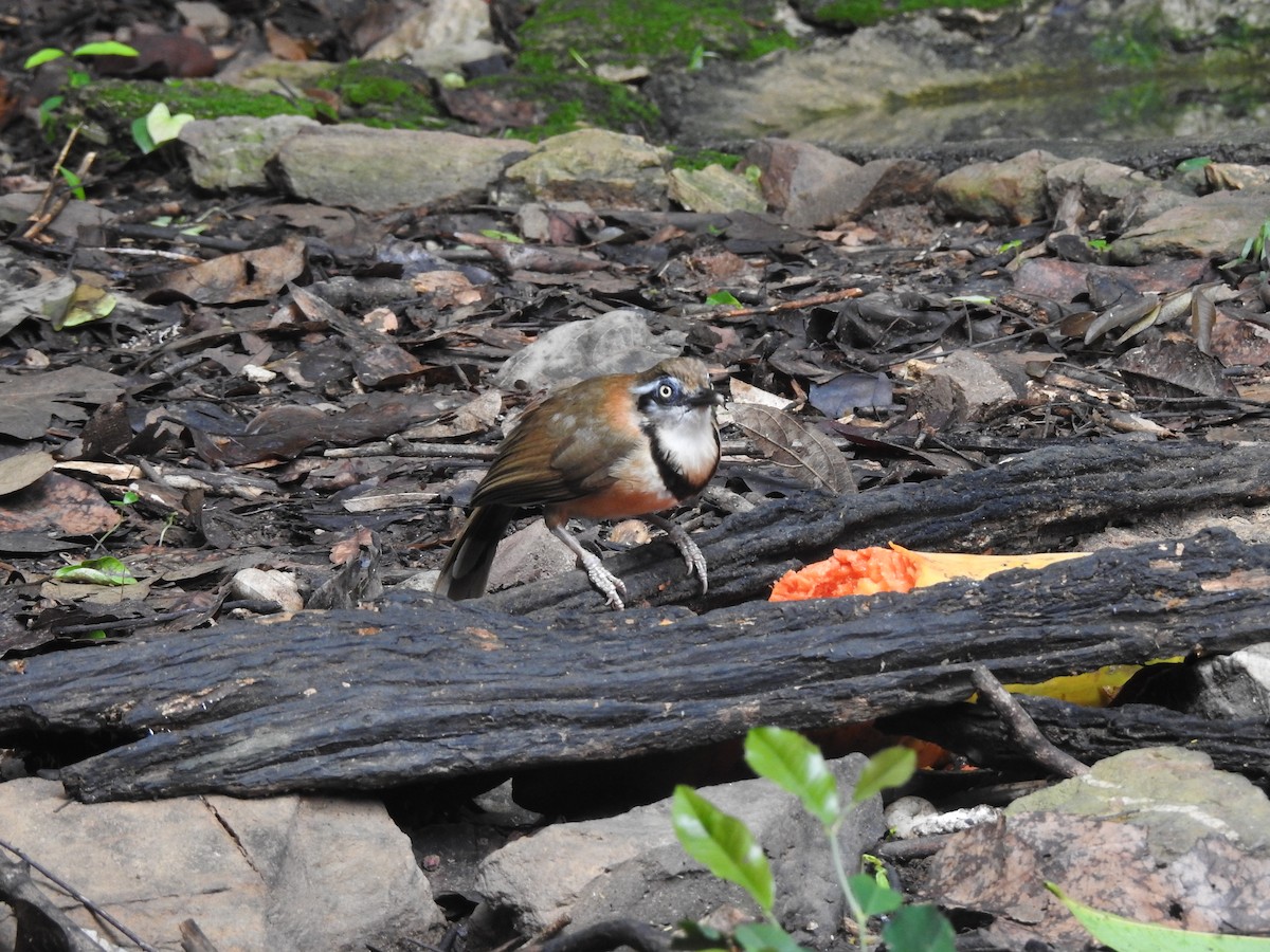 Lesser Necklaced Laughingthrush - ML619922971