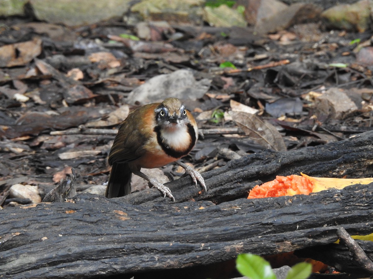 Lesser Necklaced Laughingthrush - ML619922972