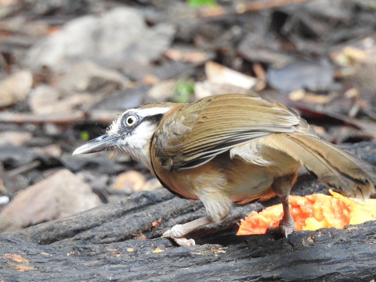 Lesser Necklaced Laughingthrush - ML619922973