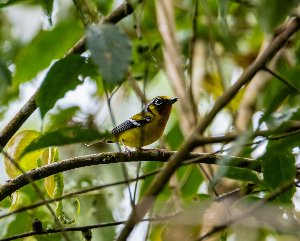 Black-eared Shrike-Babbler - ML619922978