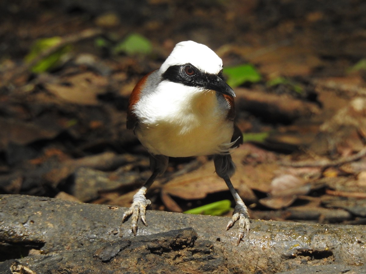 White-crested Laughingthrush - ML619922987