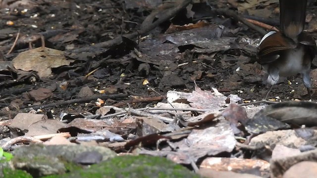 White-crested Laughingthrush - ML619922989