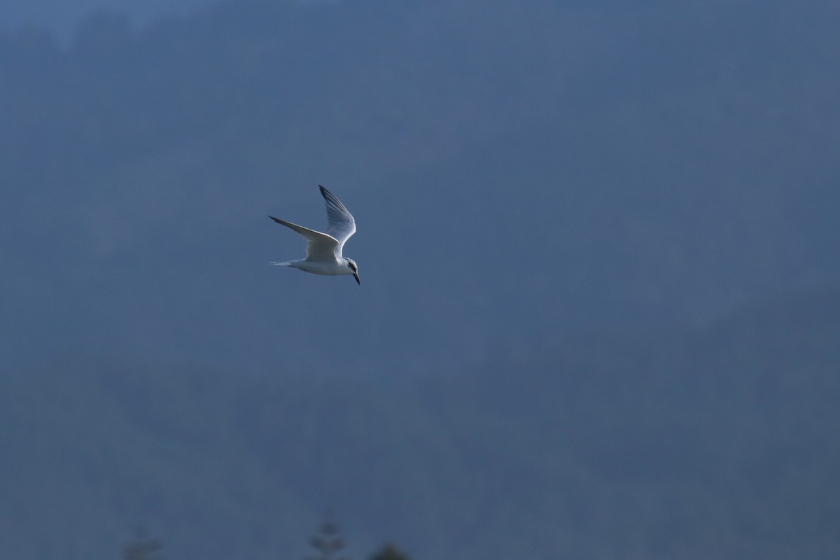 Australian Tern - ML619922990