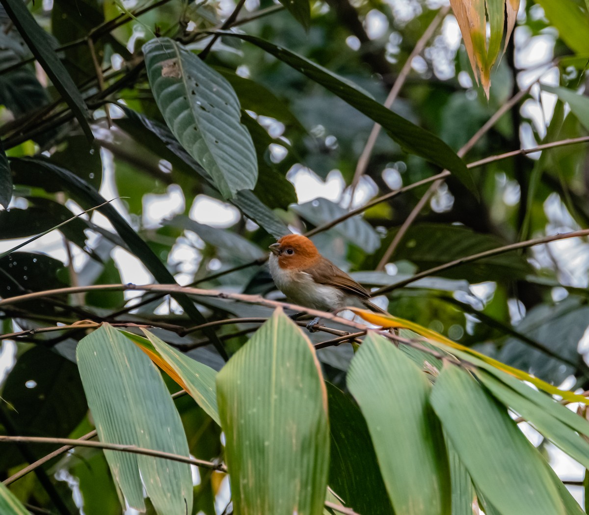 White-breasted Parrotbill - ML619922993