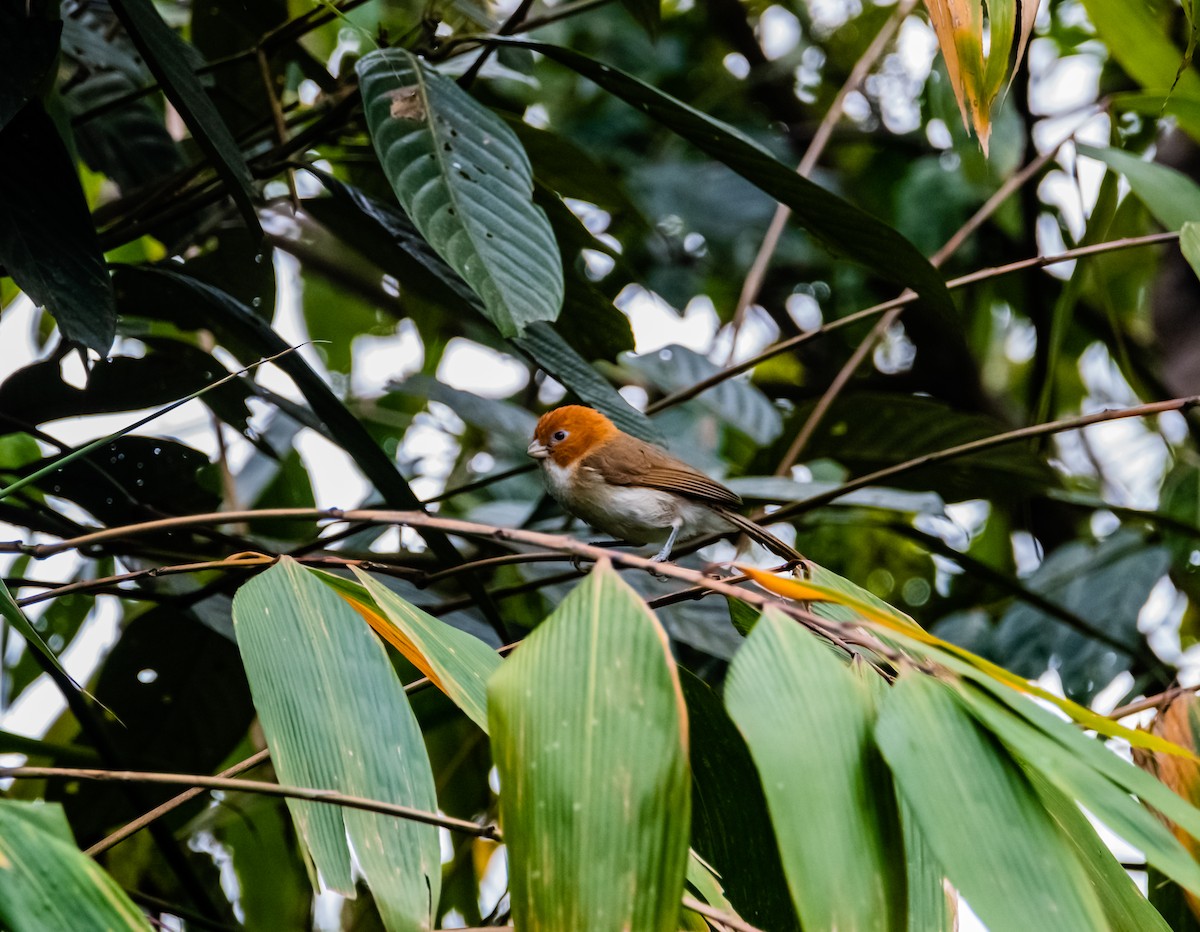 White-breasted Parrotbill - ML619922994