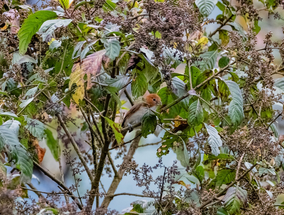 White-breasted Parrotbill - ML619922996