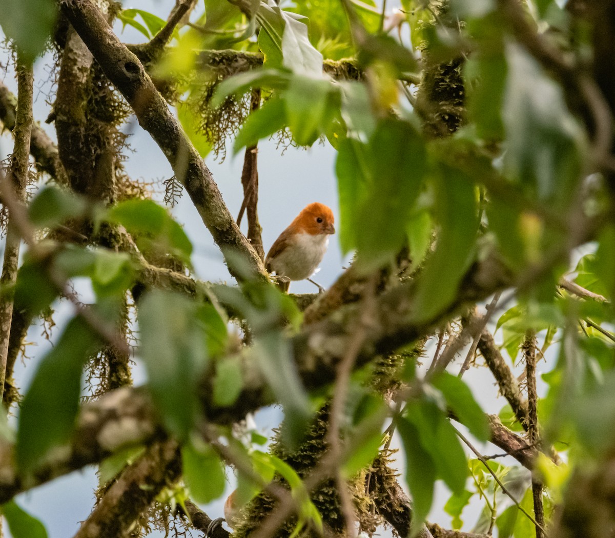 White-breasted Parrotbill - ML619922997