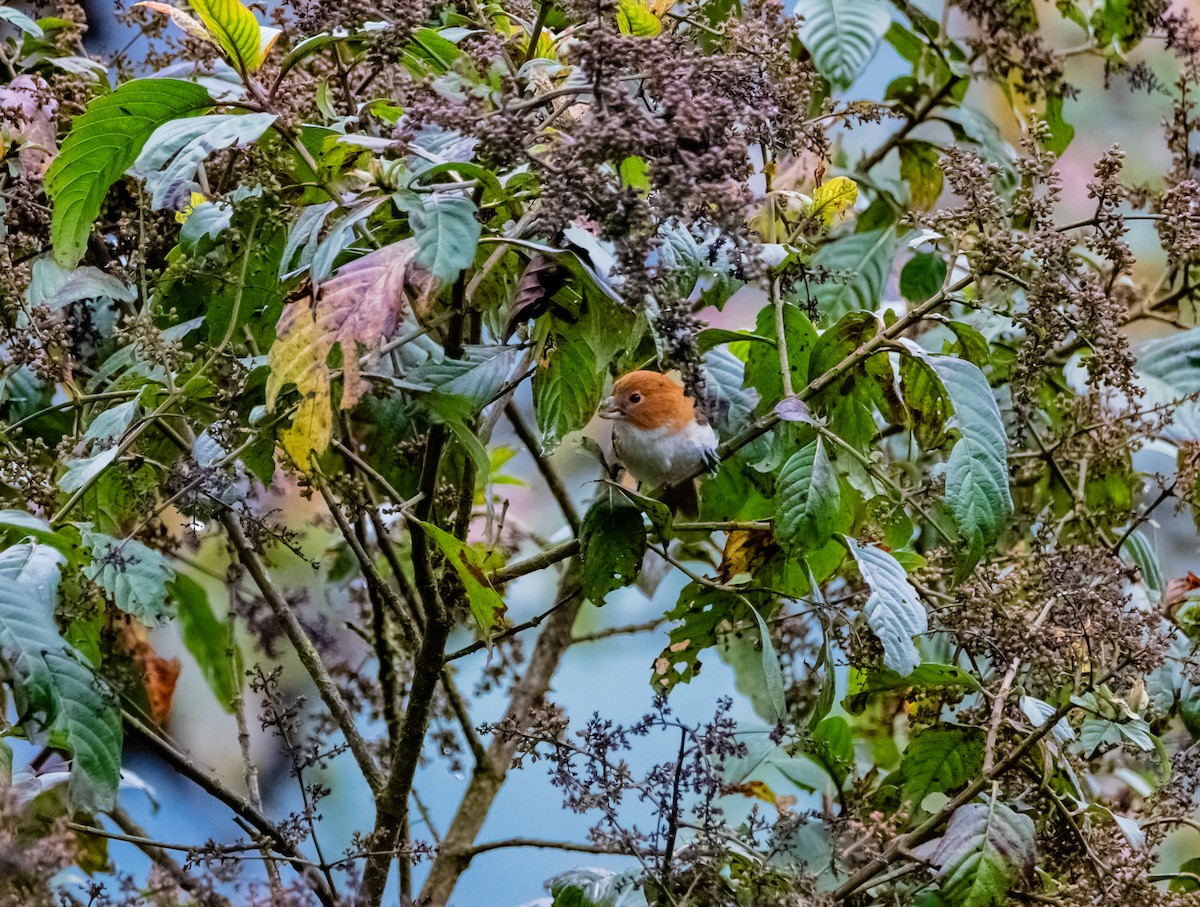 White-breasted Parrotbill - ML619922998