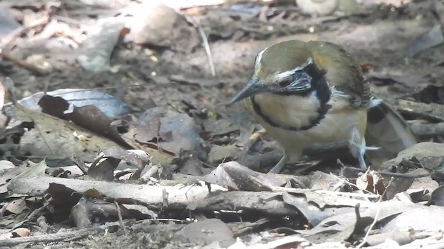 Greater Necklaced Laughingthrush - ML619923009