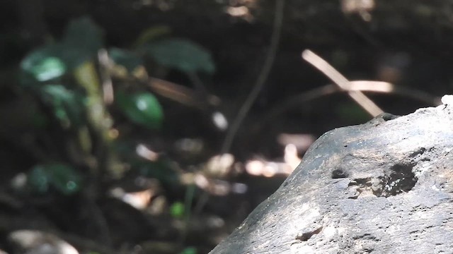 Greater Necklaced Laughingthrush - ML619923010