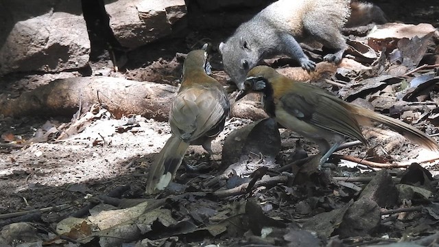 Greater Necklaced Laughingthrush - ML619923013