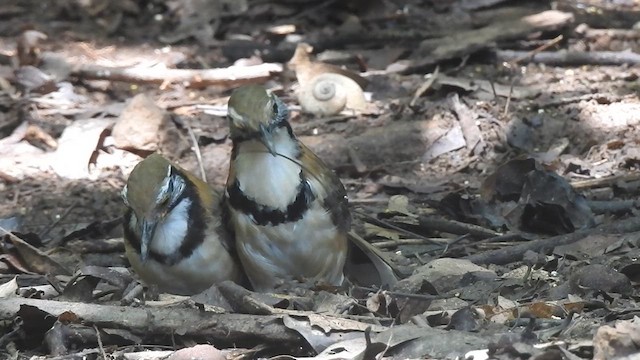 Greater Necklaced Laughingthrush - ML619923016