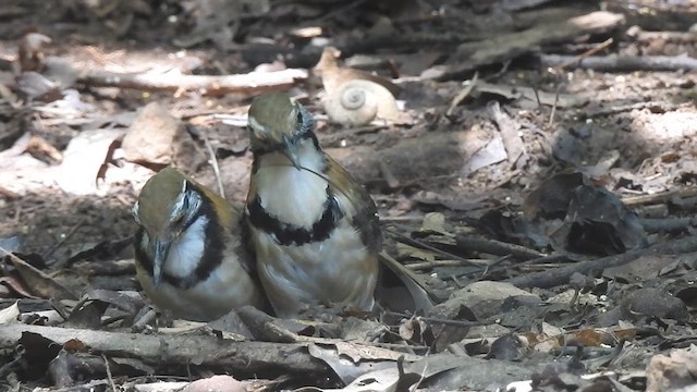 Garrulaxe à plastron - ML619923016