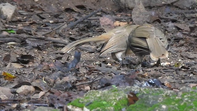 Greater Necklaced Laughingthrush - ML619923021