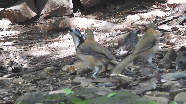 Greater Necklaced Laughingthrush - ML619923022