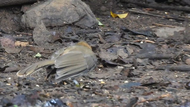 Greater Necklaced Laughingthrush - ML619923024