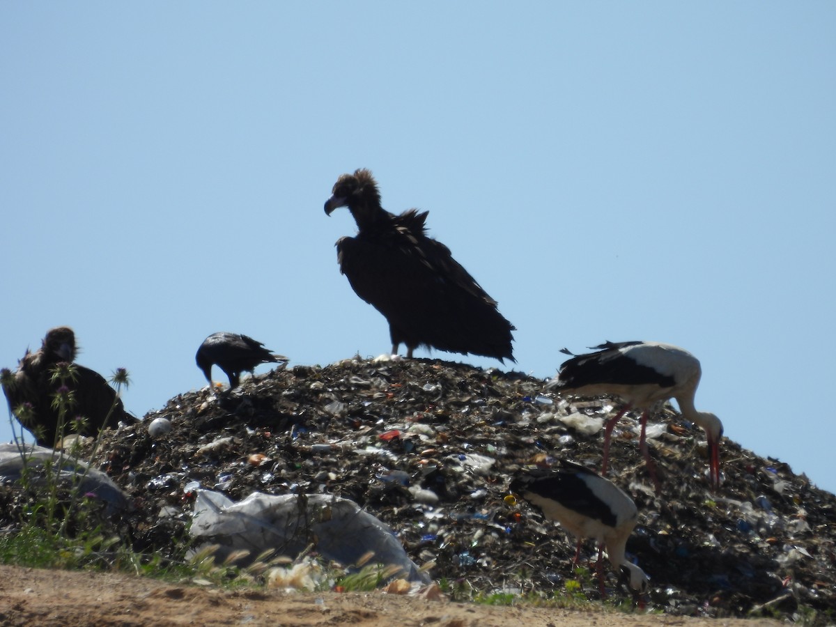 Cinereous Vulture - ML619923027