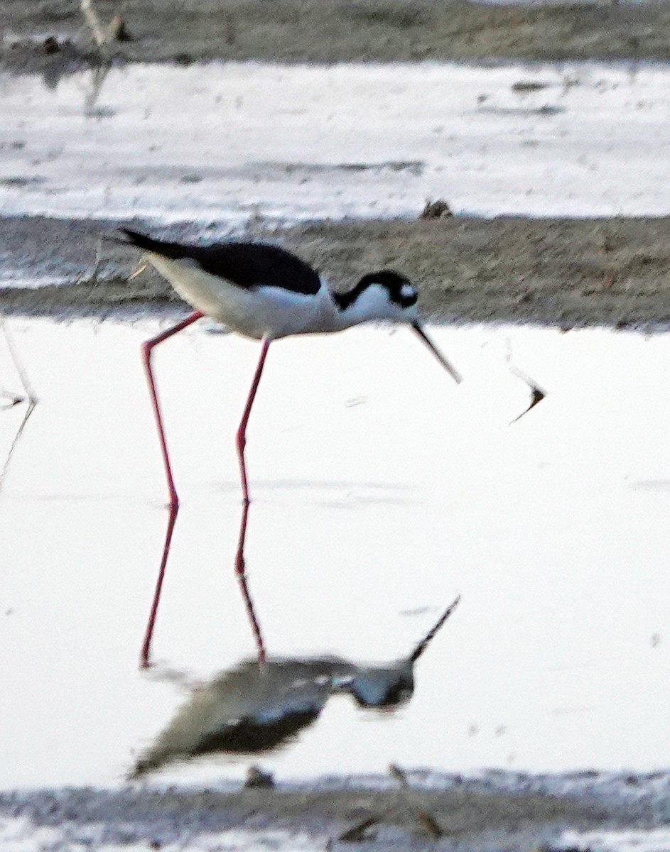 Black-necked Stilt - ML619923033