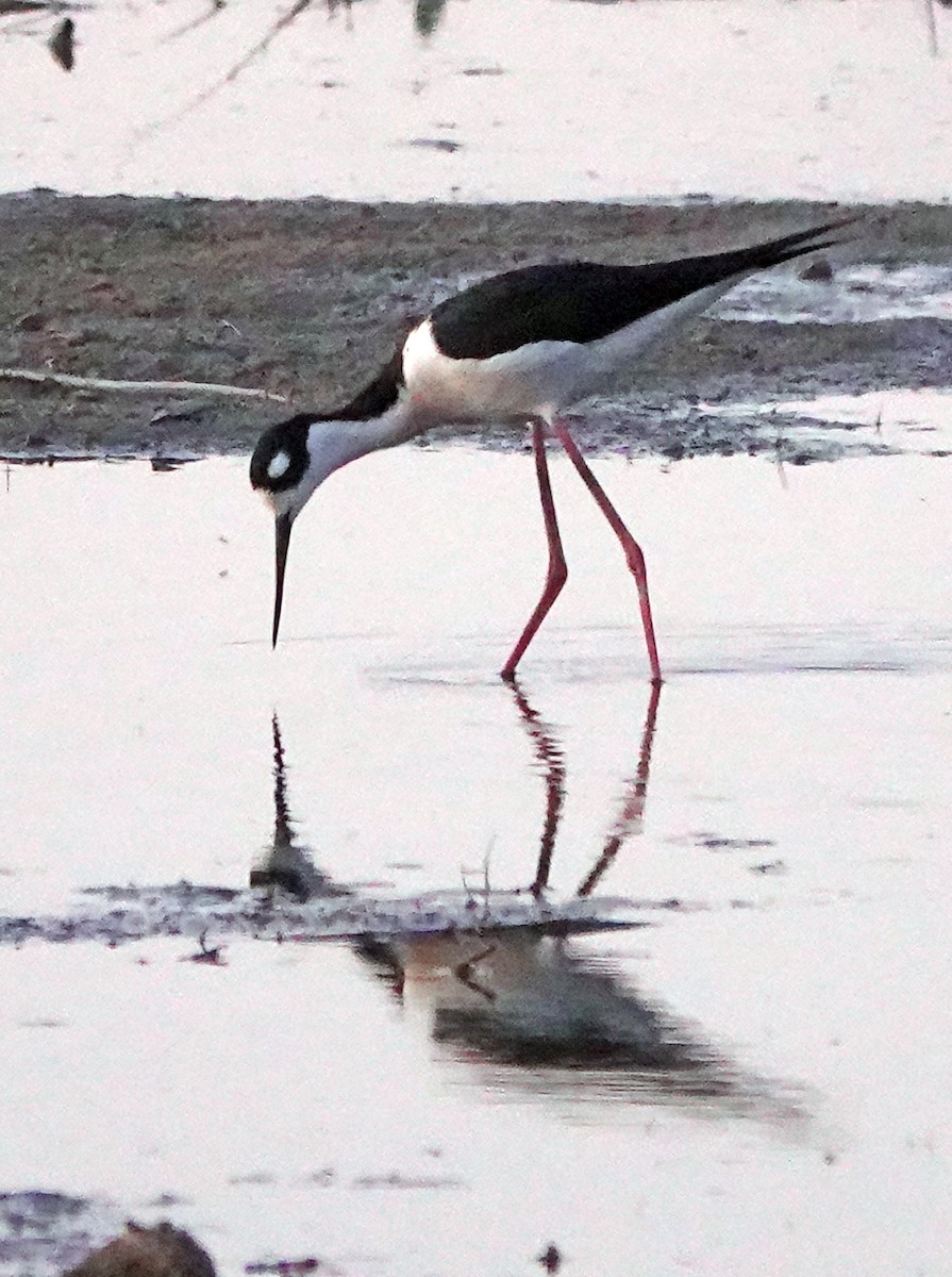 Black-necked Stilt - ML619923035