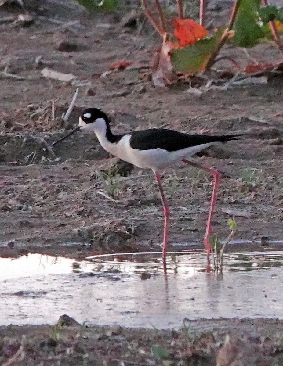 Black-necked Stilt - ML619923036