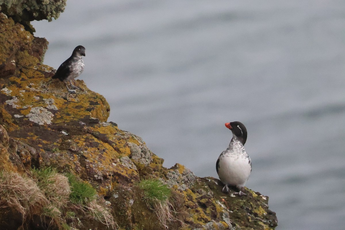 Parakeet Auklet - ML619923050