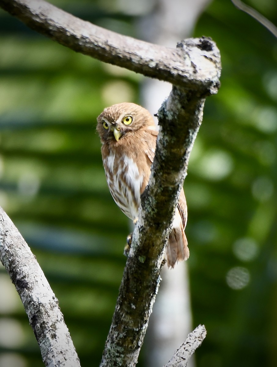 Ferruginous Pygmy-Owl - ML619923064