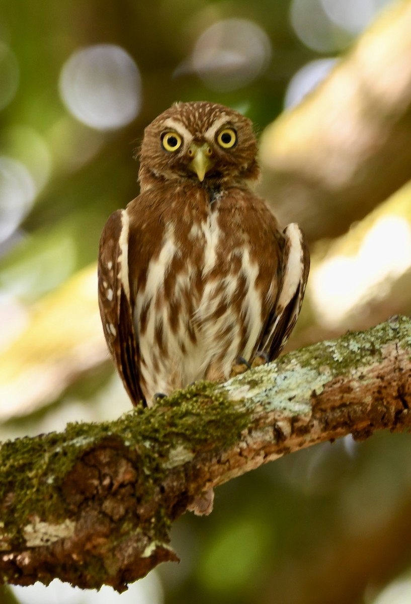 Ferruginous Pygmy-Owl - ML619923067